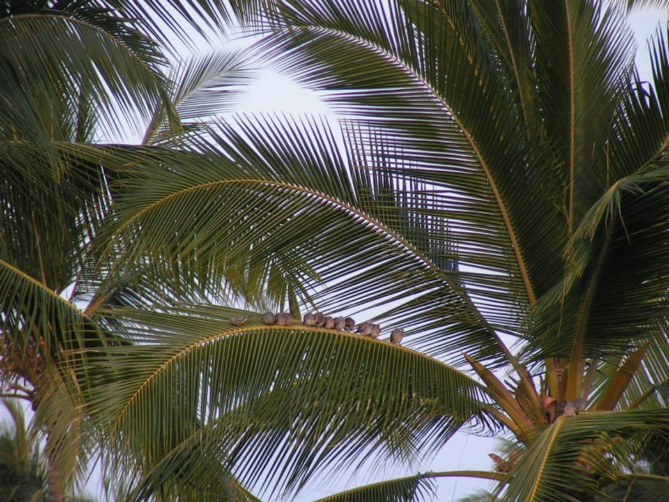Little friends in the palm trees by the lanai