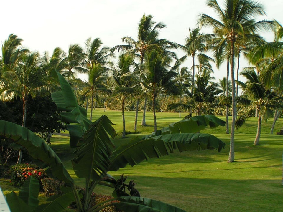 View of the banana tree and the golf course from our lanai