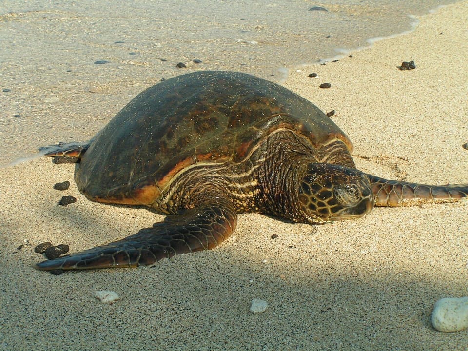 Many of the beaches have lots of turtles.