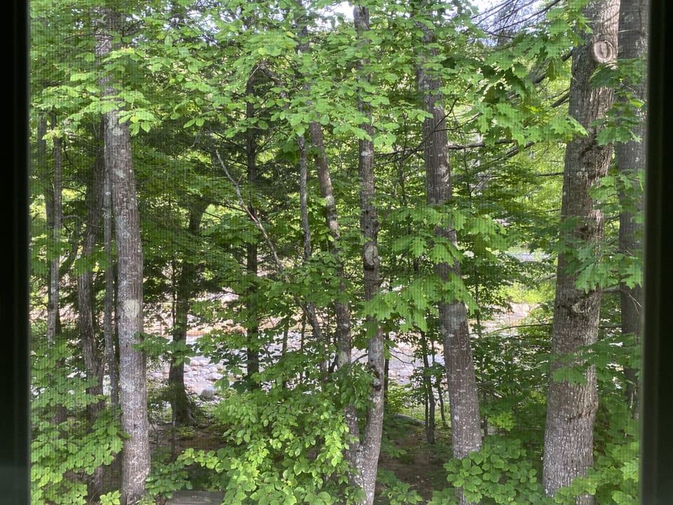 The view from the kitchen.