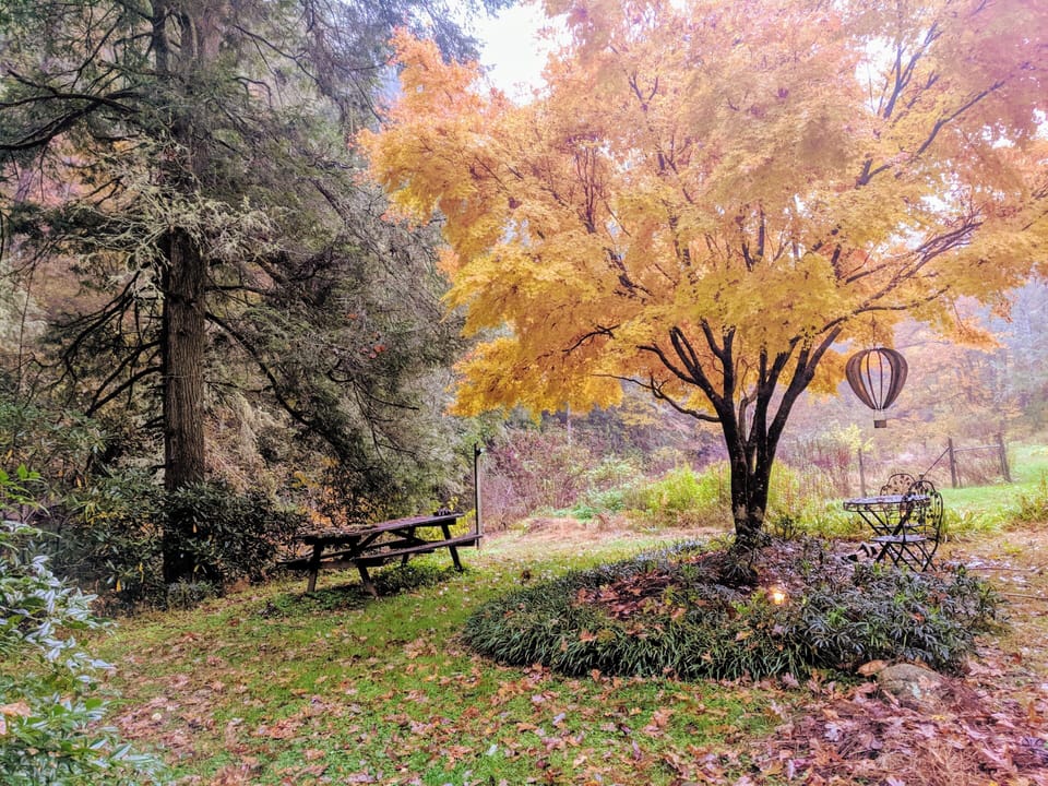 Maple tree view from front porch with fall colors