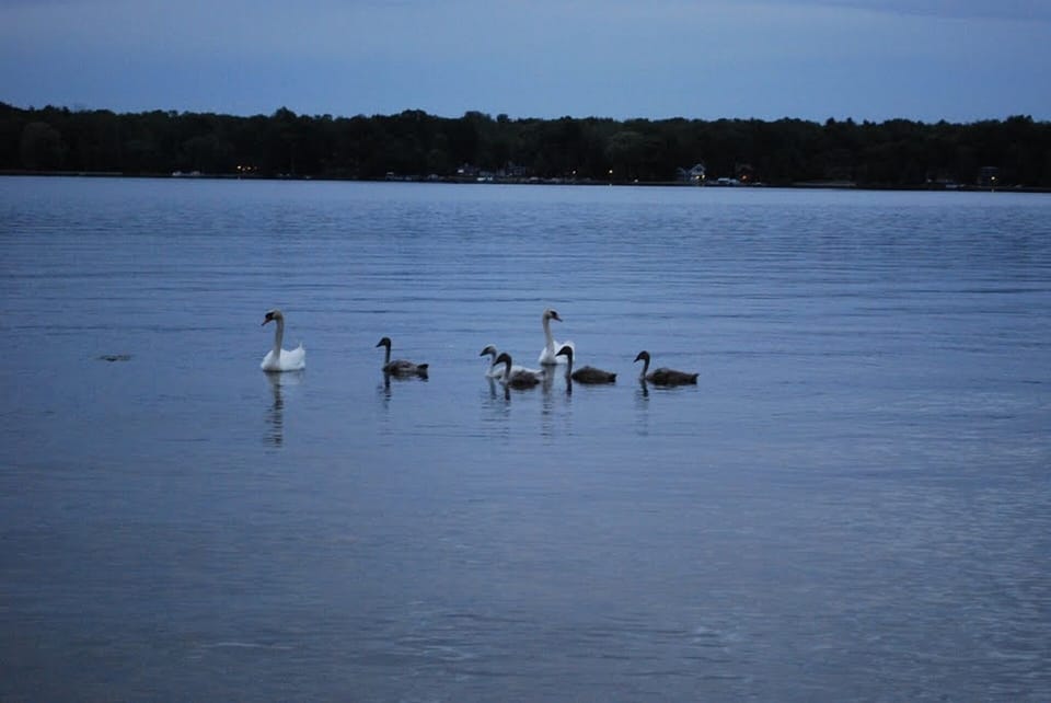 Ducks on Bass Lake