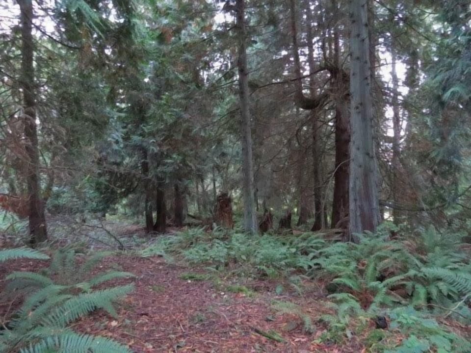 Come rest and rejuvenate, walk through the woods