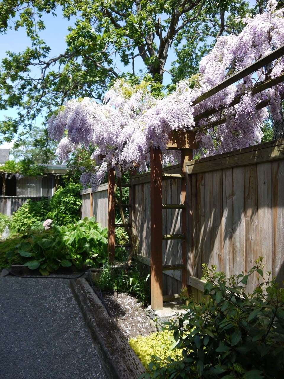 Evidence of Rob's green thumb—this wisteria was planted from seed.