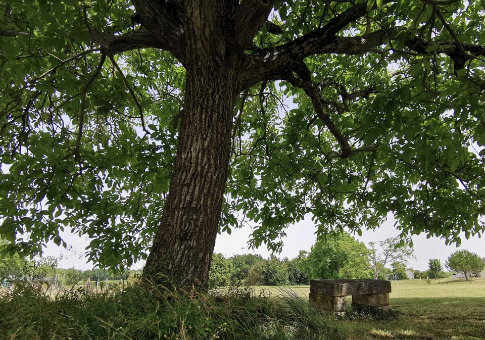 jardin - banc sous le noyer