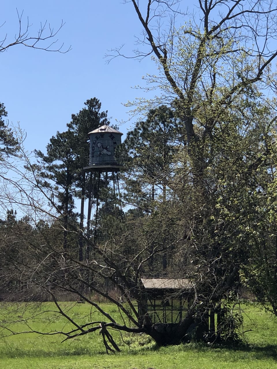 Outside in the yard of our little cabin 