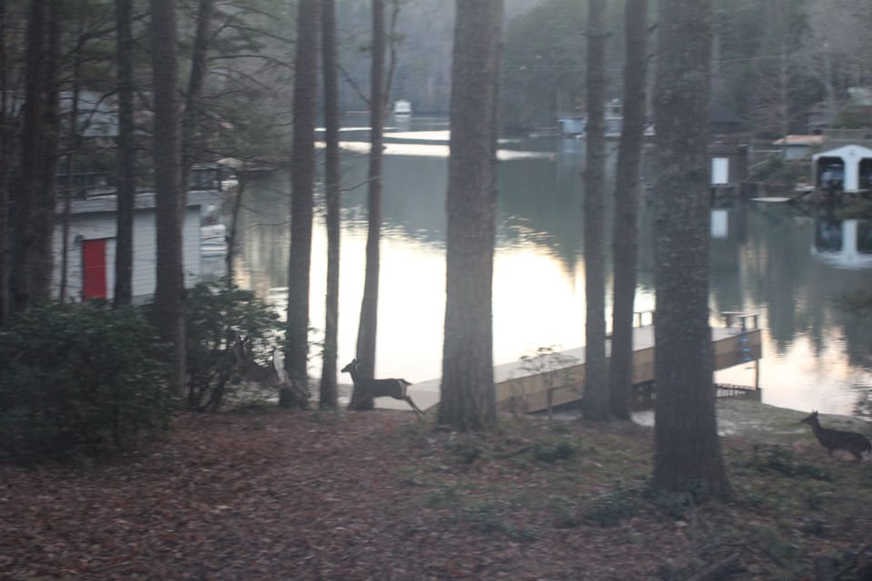 Wildlife at private dock 