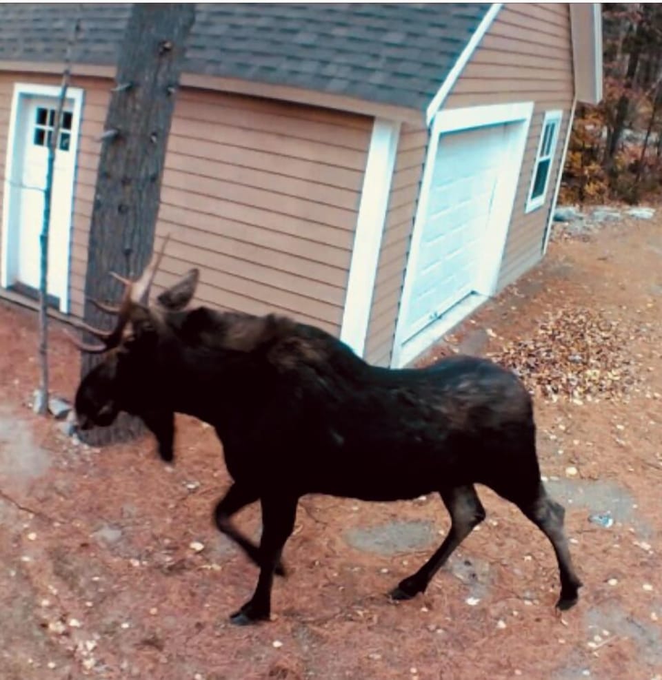 A moose visitor! 