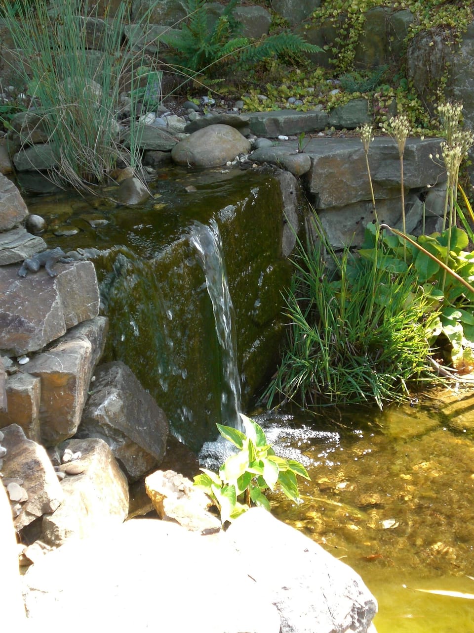 The stream ends with a little waterfall into the pond