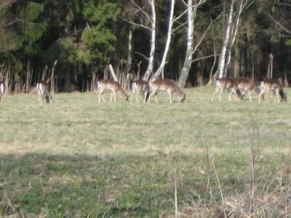deers close to our house
