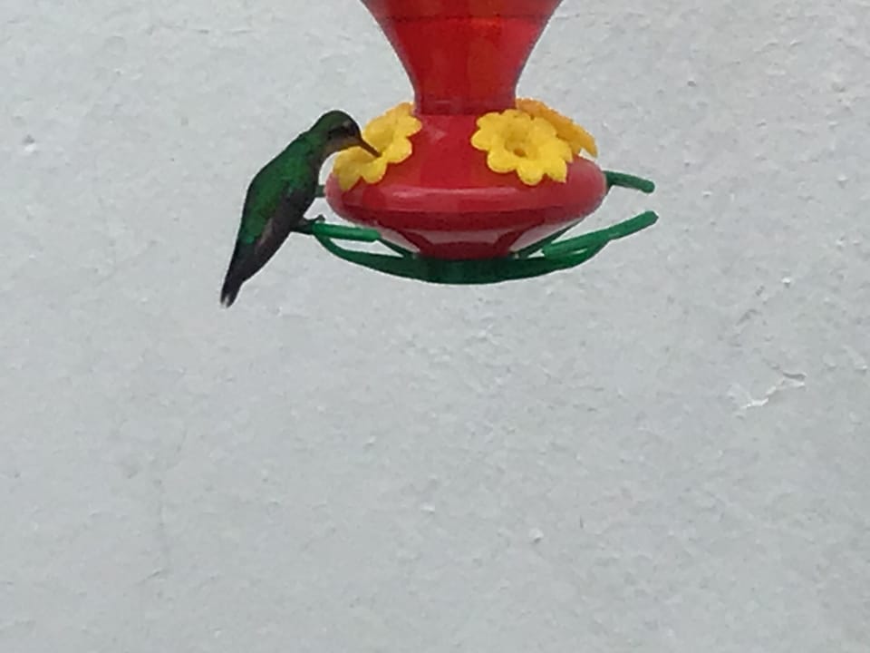 Endemic hummingbirds come and visit.