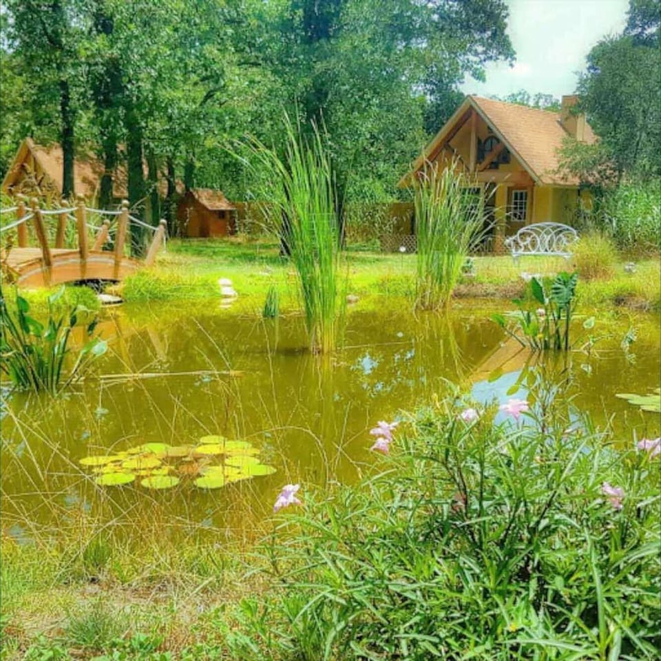 Frog pond