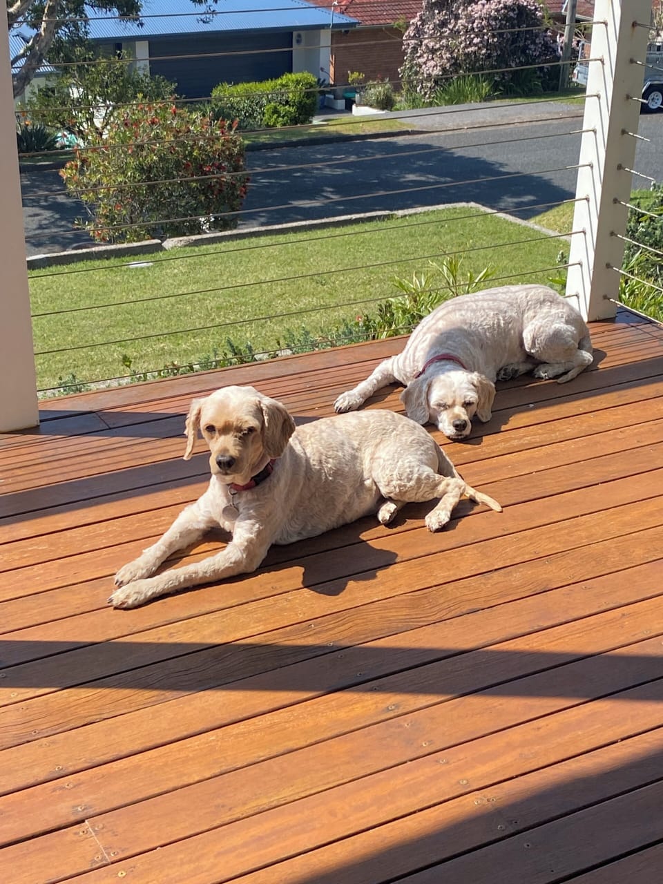 We are pet-friendly and ready to welcome your four-legged family members 