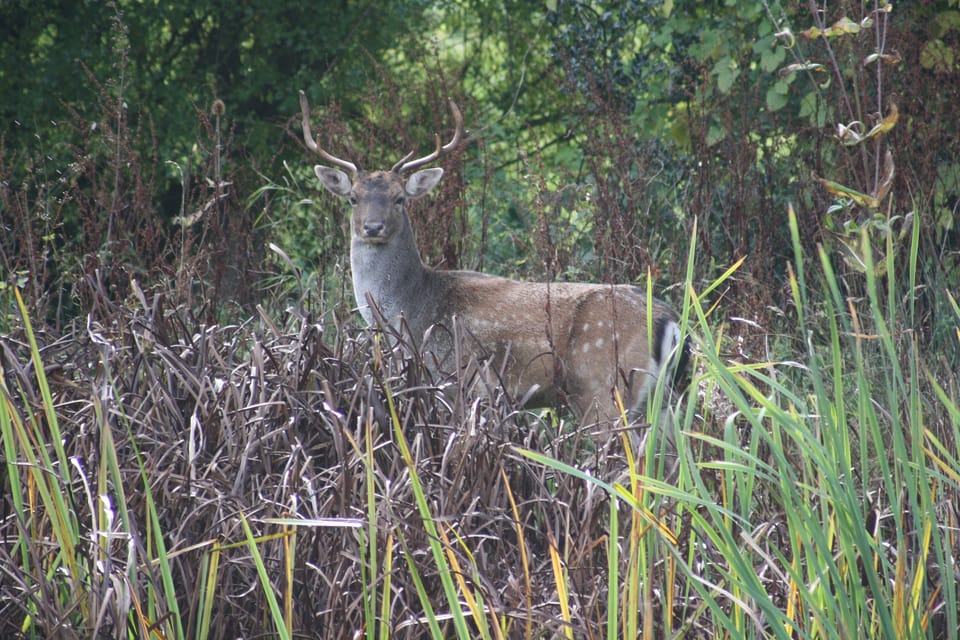 Fallow deer often come into the garden.