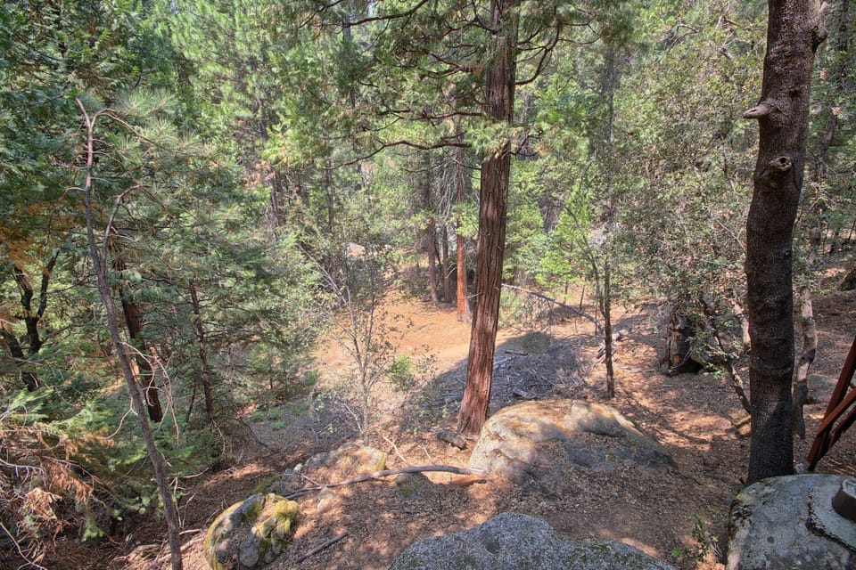 Forest view