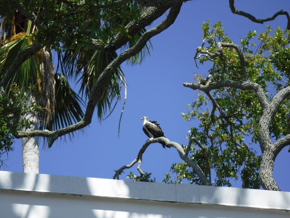 The resident Osprey