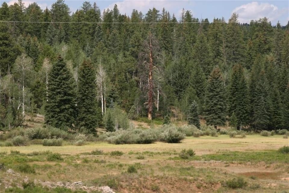 View of Meadow from Cabin