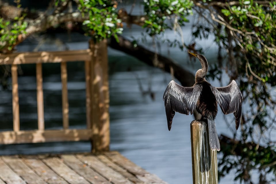 View animals in their natural habitat on the river