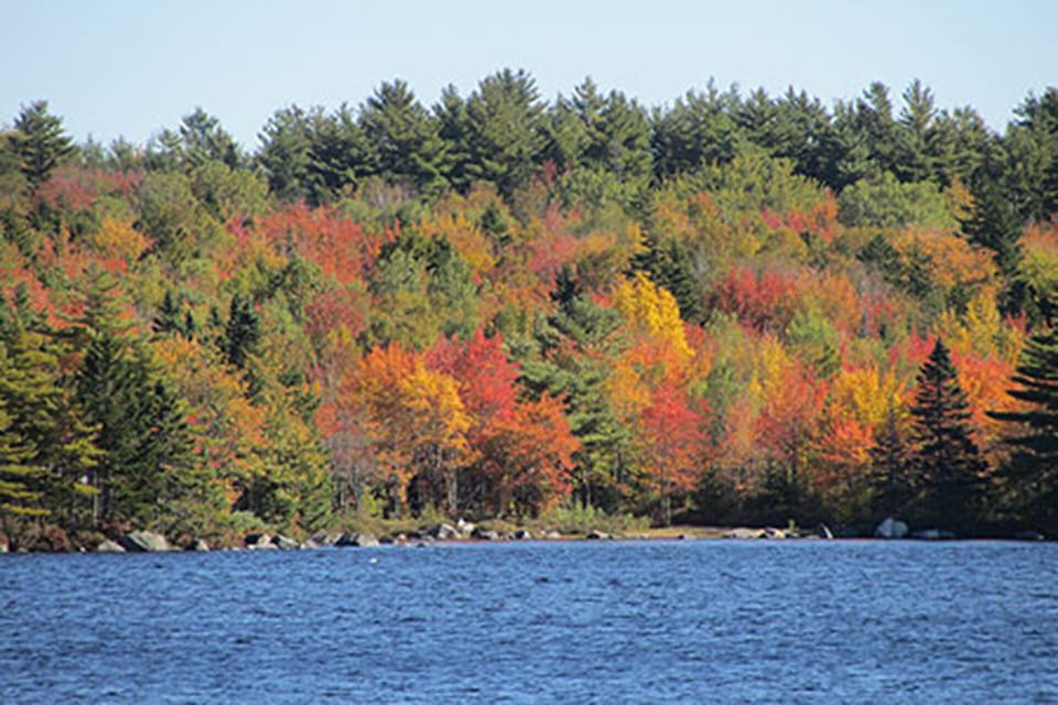 The trees around the lake in fall