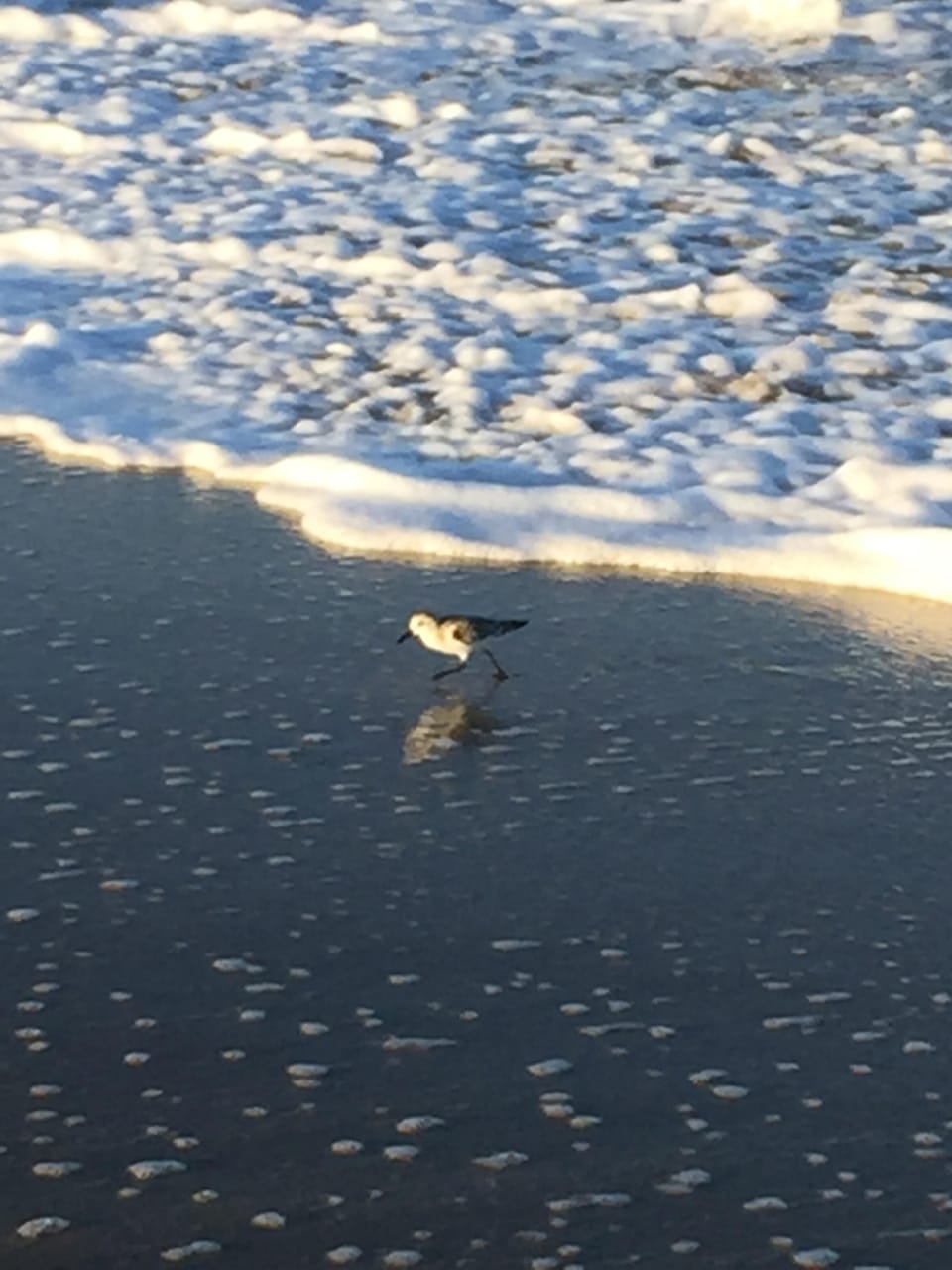 Sandpiper on the beach