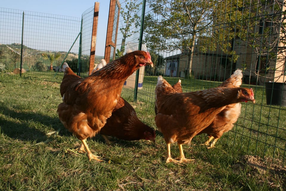 Help yourself to our garden fruit, herbs and vegetables and eggs of course!