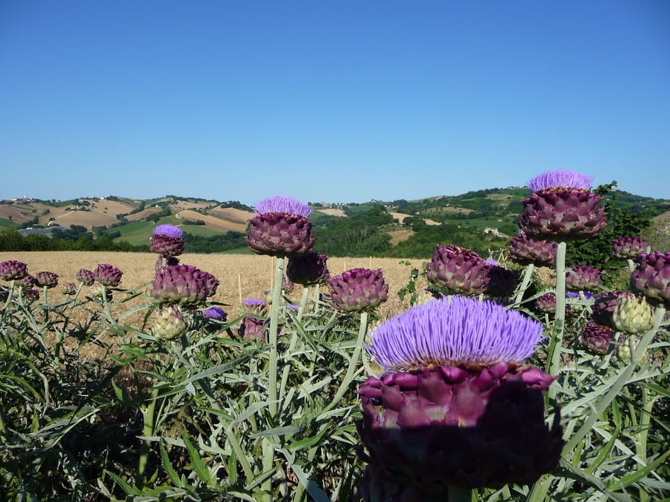Our artichokes taste lovely but are also striking when left to go to seed!
