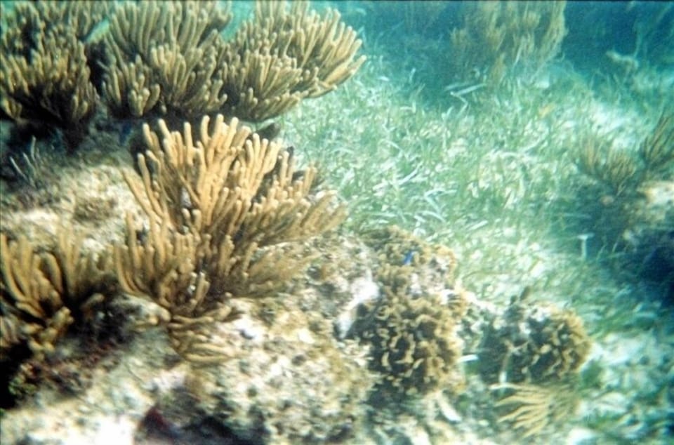 Snorkeler's view of the reef at Puerto Morelos