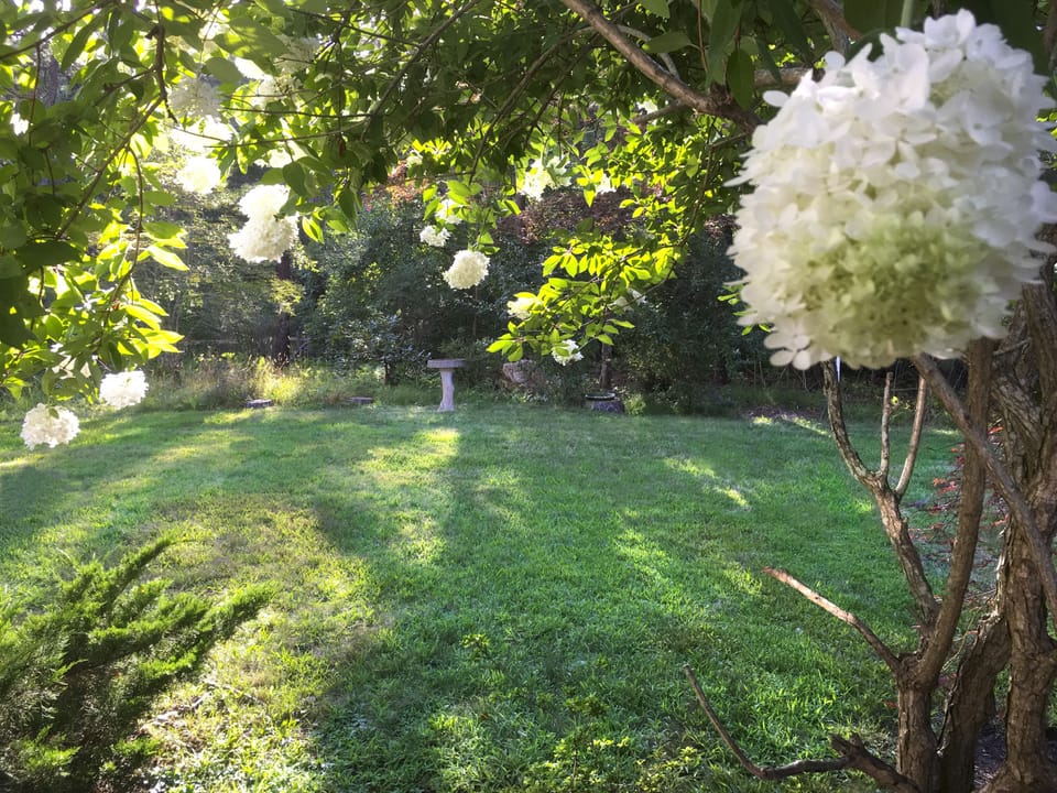 Front garden
