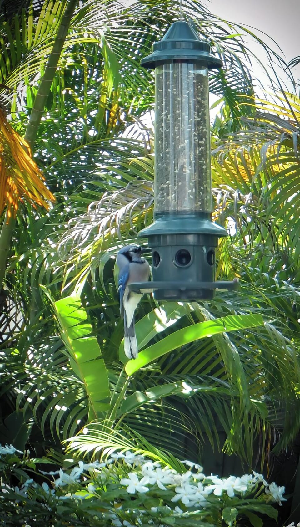 Tropical Birds are always flying around the pool