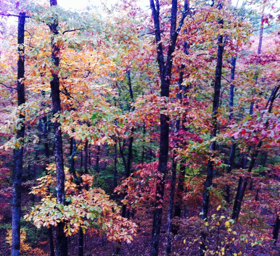 Fall color in your private forest