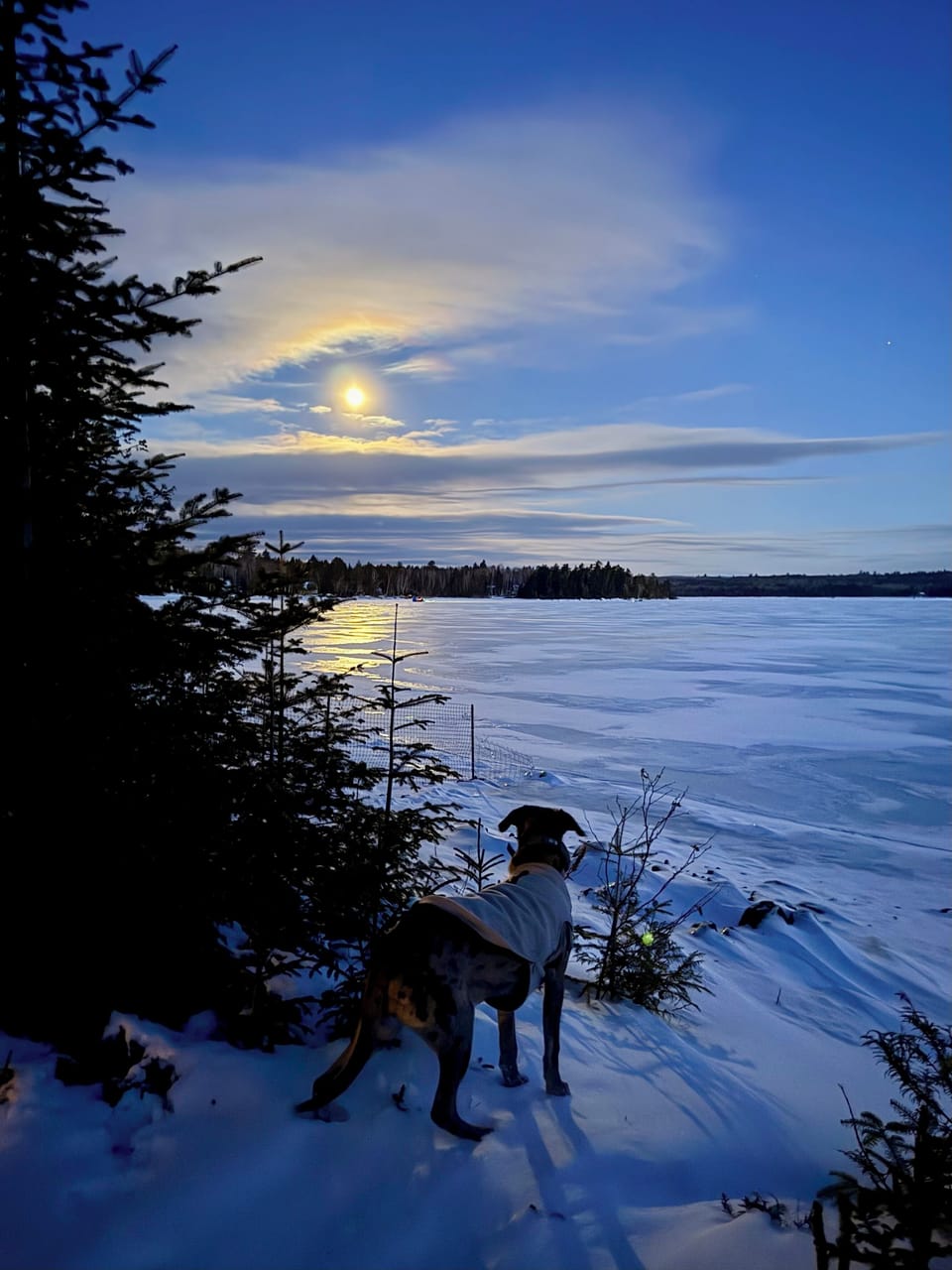 Our pup Willow watching the ice fishermen under the full moon.