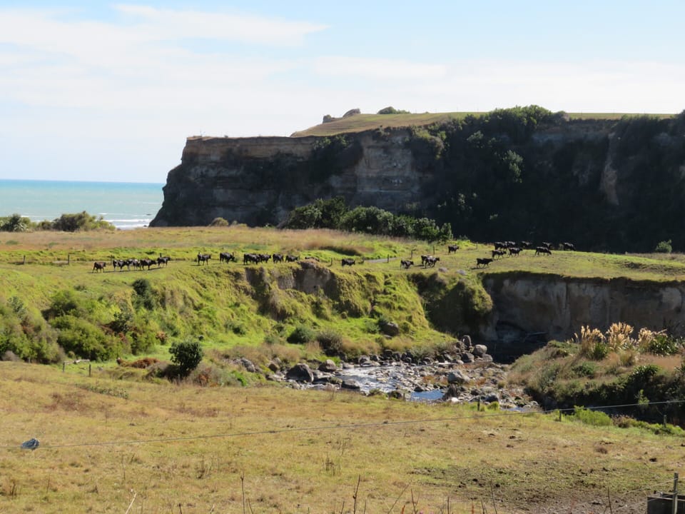 Ohawe/Waingongoro river