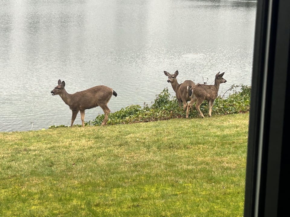 View from property