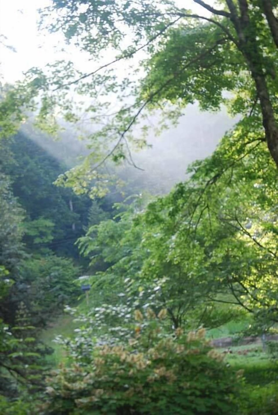 View from property, wooded area