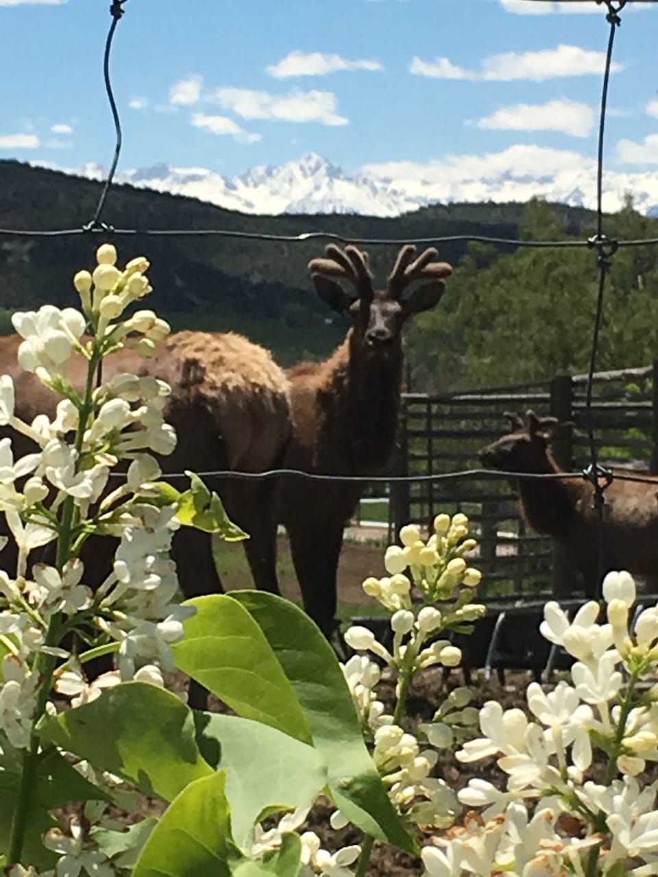 Yes, we have elk and bison that are right out your front door to enjoy.