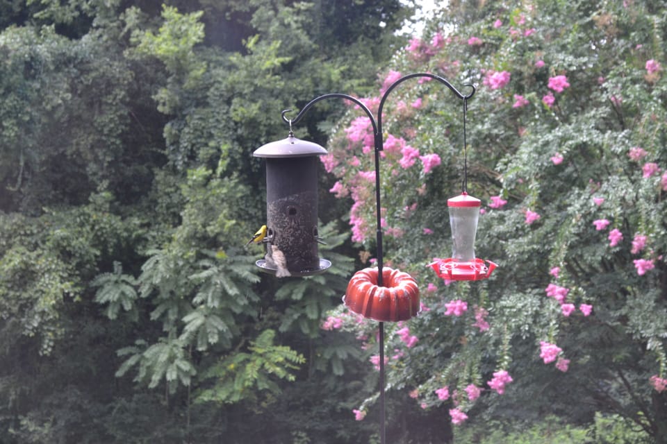 Goldfinch on the feeder