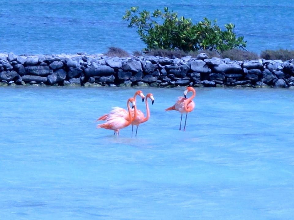 Flamingos (South Island)