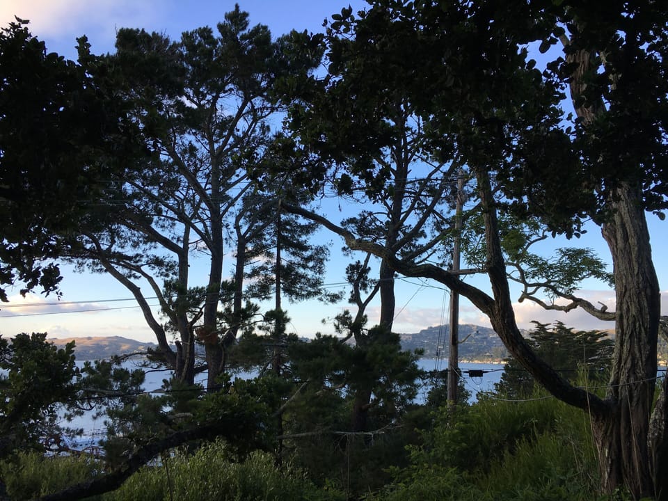 view of bay and trees from living room