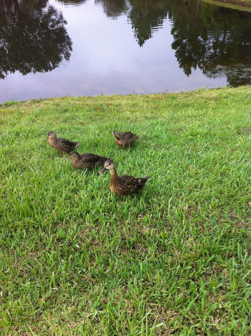 Just a short walk down the street for a walk along the Lake. 