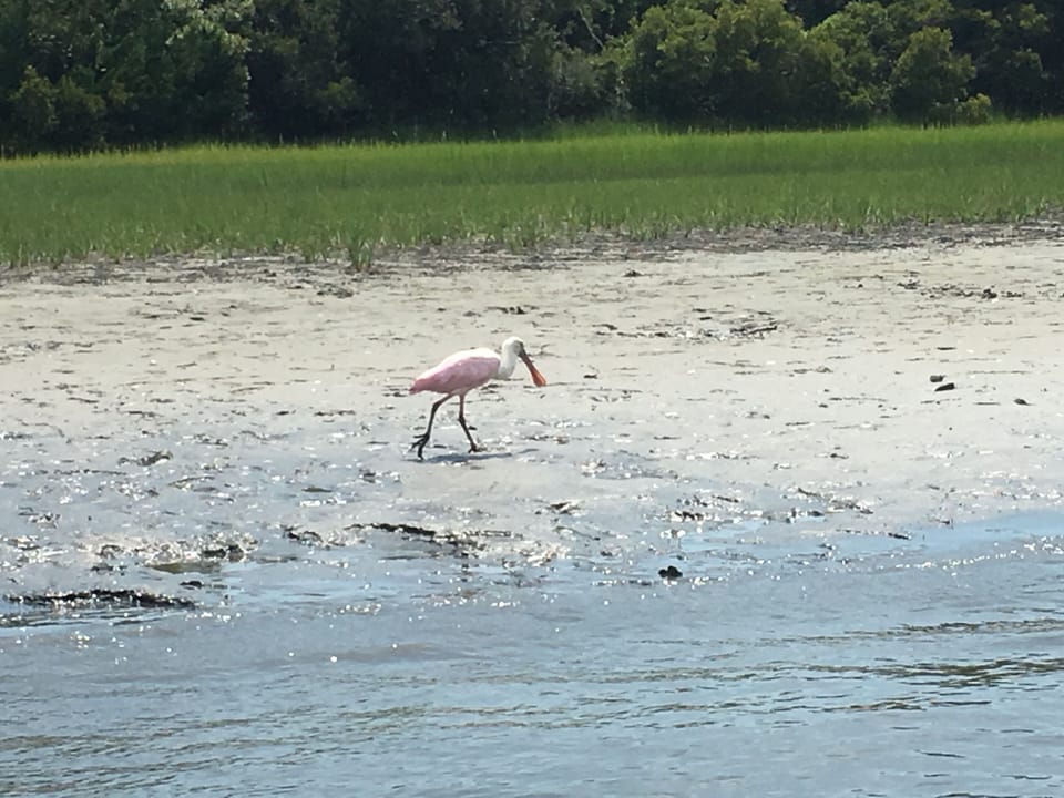 Carrot Island Beaufort, NC
