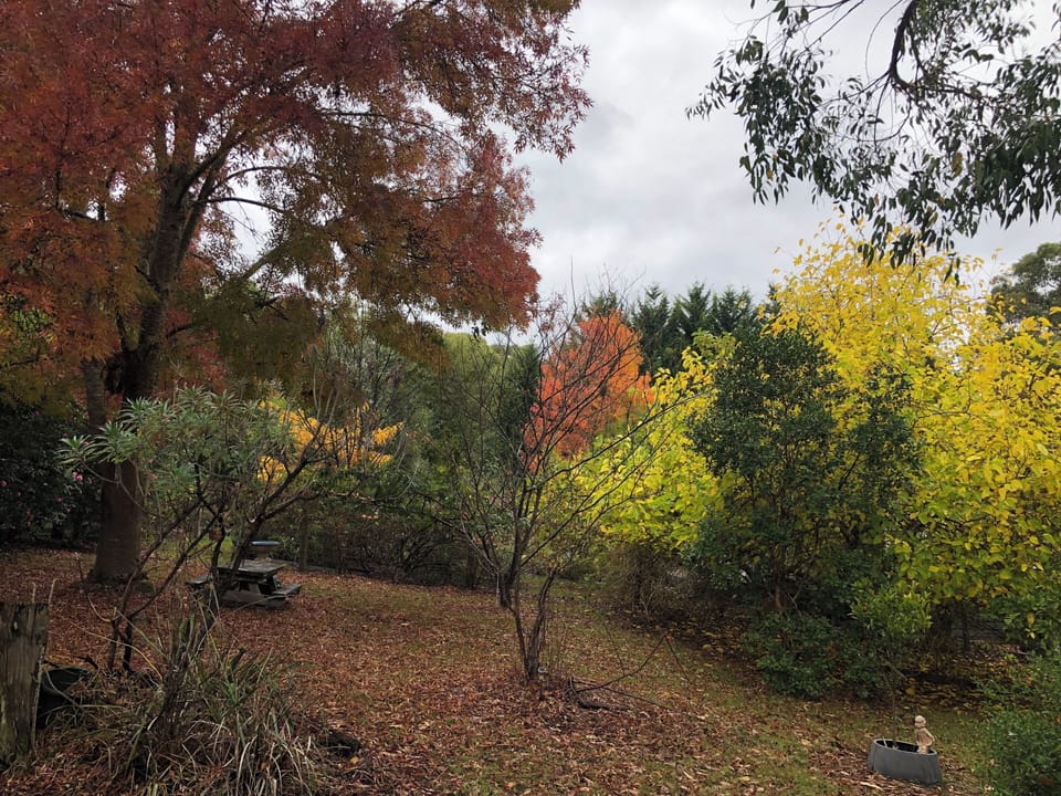 Autumn at Bird Hill—soft light, fallen leaves, and a gentle shift in colour