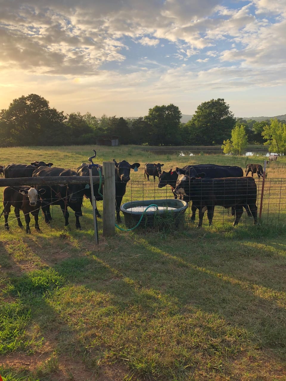 Our Angus cows & Hereford bull produce cute black Baldie calves.