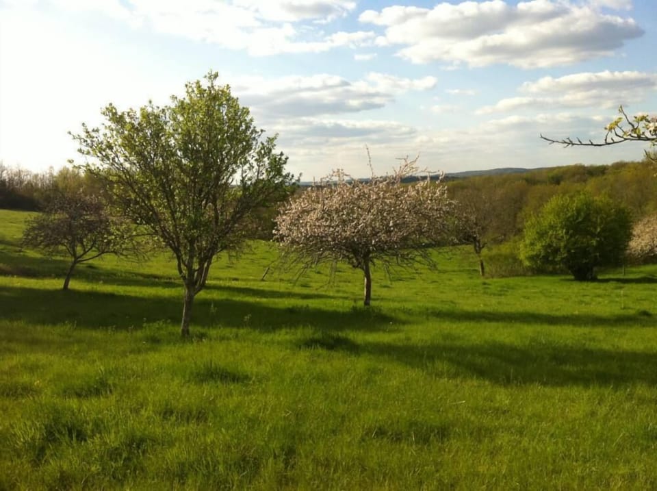 Garden, Park