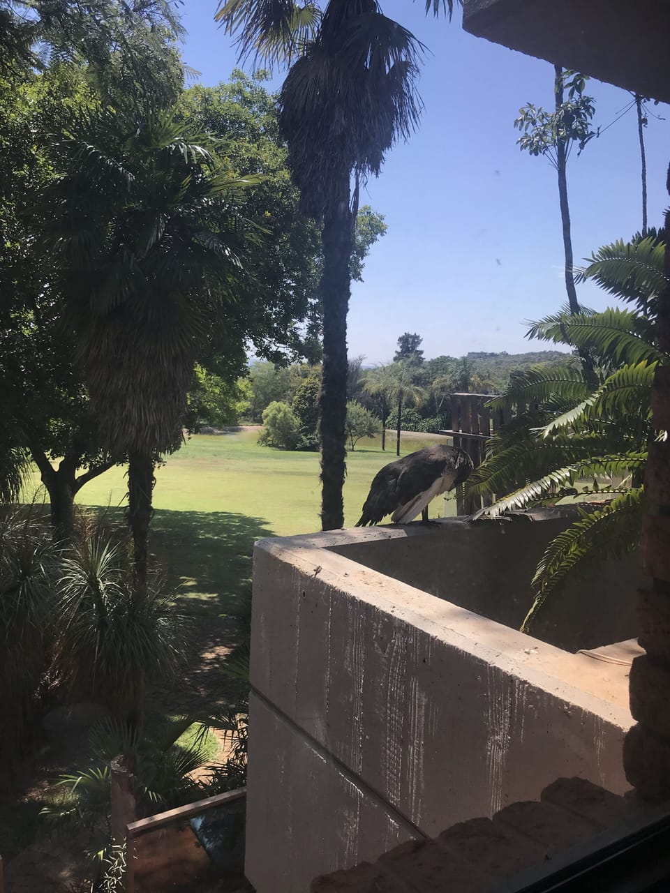 View from Palm Villa Room2 