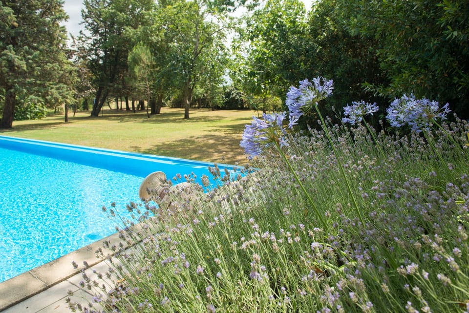 infinity pool and park; agapanthus and lavender are blooming all summer