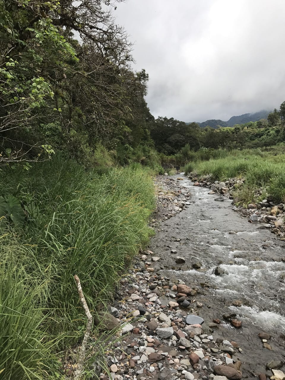 This creek flows down from a  natural spring near the property.  Pure & natural