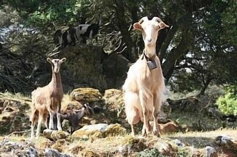 Local Goats