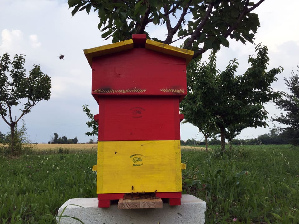 Beekeeping