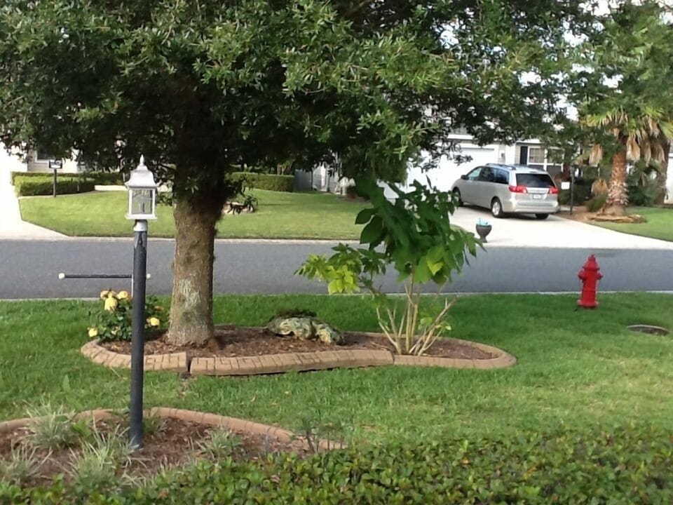 Front yard 