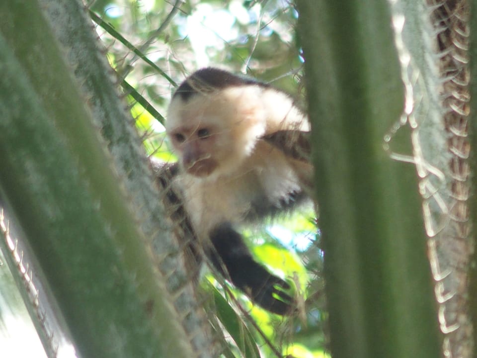 Capuchin monkey, a daily visitor to the Casa Zenn gardens
